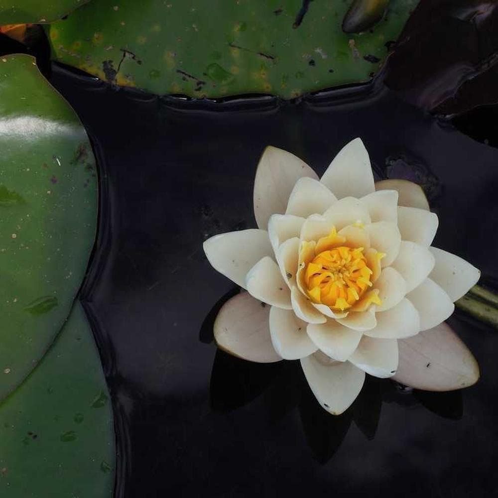 Clear Polycarbonate Gallery View 2