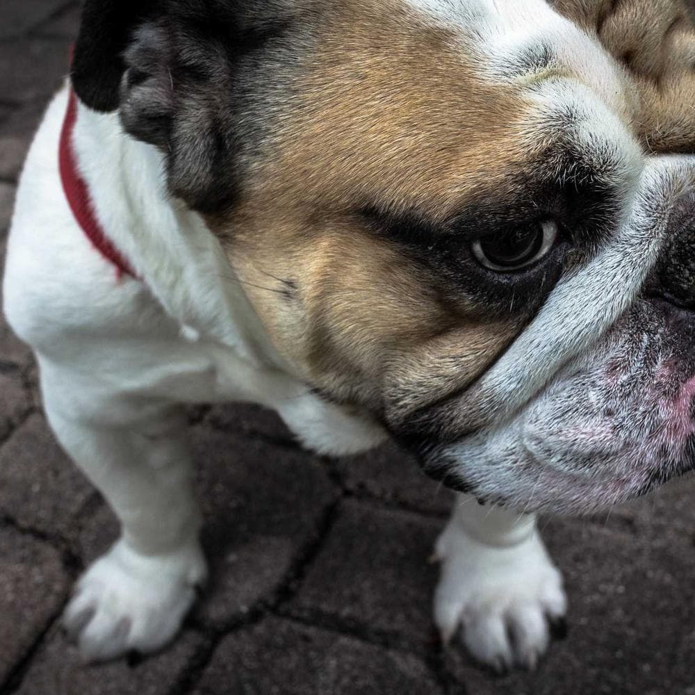 Crimson Leather Gallery View 2